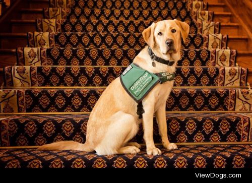Hibachi is a male yellow Labrador retriever who is training to…
