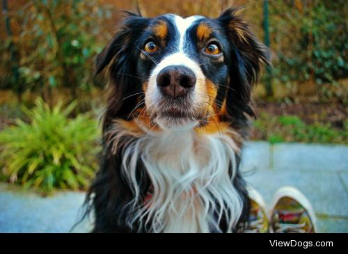 This little Australian Shepherd girl is my best friend…