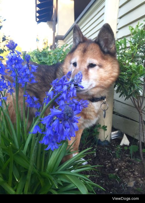 Ash, the 16 year old Shiba Inu/Shetland Sheepdog mix, stopping…