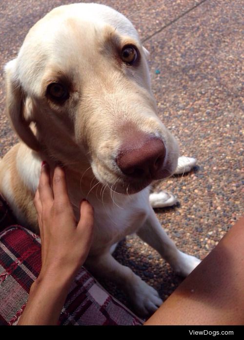 Raja – pure bred Labrador at 6 months of age