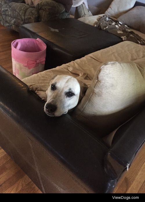 Our Old Man of the house. 12yr old greyhound mix and he still…