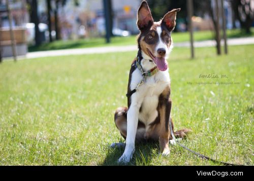 meridellen:

I’m Nuvi from Extreme Team 4 months old border…