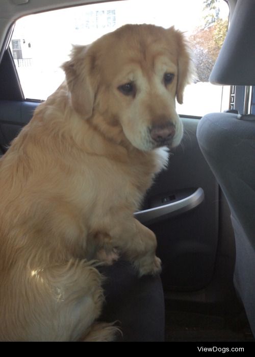 Rocky, a five year old golden retriever and Simon, an 8 year old…