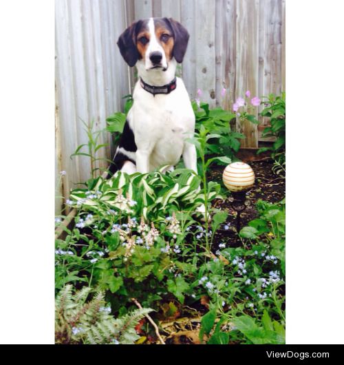 This is Rudy ❤️ he is a 1 year old Beagle-Fox Hound mix :) I…