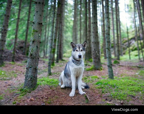 Maya The Malamute
Photo captured by norwegian dog photographer…