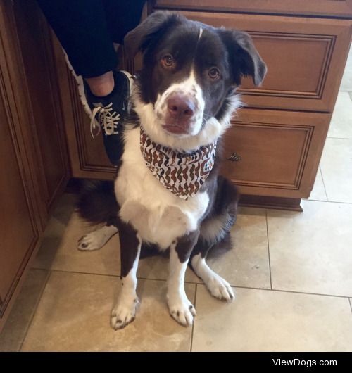 Bailey in his new mustache bandana.