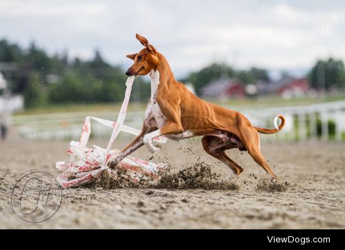 handsomedogs:

Lure Coursing
Coursing is the pursuit of game or…