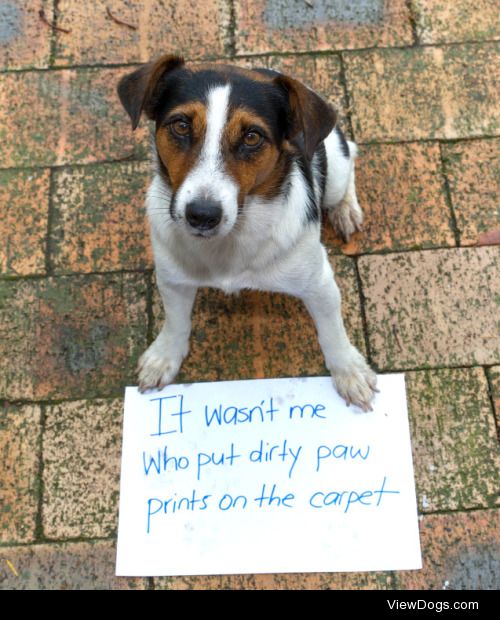 You told me to wipe my paws, you didn’t say where!

“It…