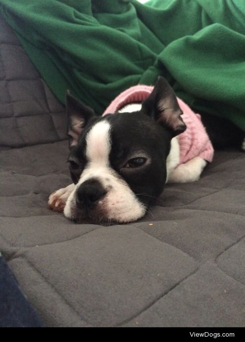 Thought you might like my handsome pair. Luna the Boston Terrier…
