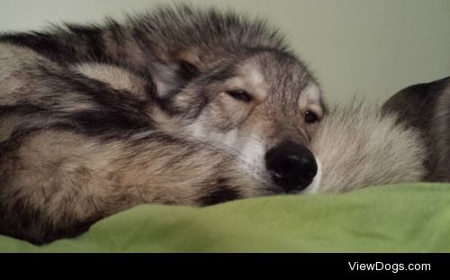 Link the wolfdog after a six hour hike. I only adopted him two…