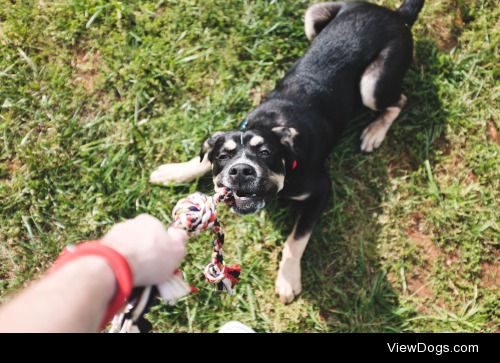 Playing tug-of-war with my brother and sister-in-law’s dog…