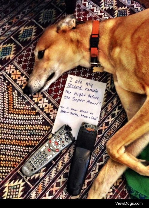 H.B.Oh crap!

Hermes ate one remote and then ate the back-up the…