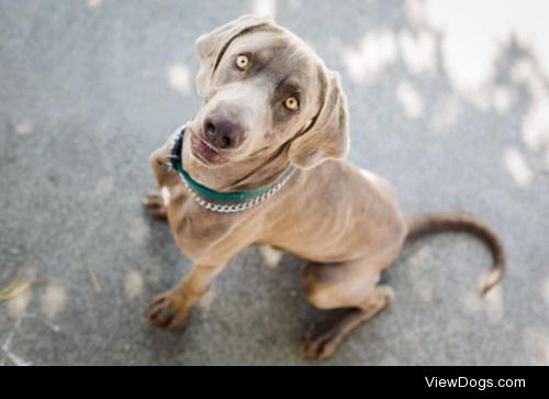 VinceDog • Weimaraner • Young • Male • MediumFriends For Pets…