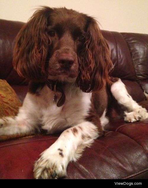 this is Prince, our 7 year old Springer Spaniel :)