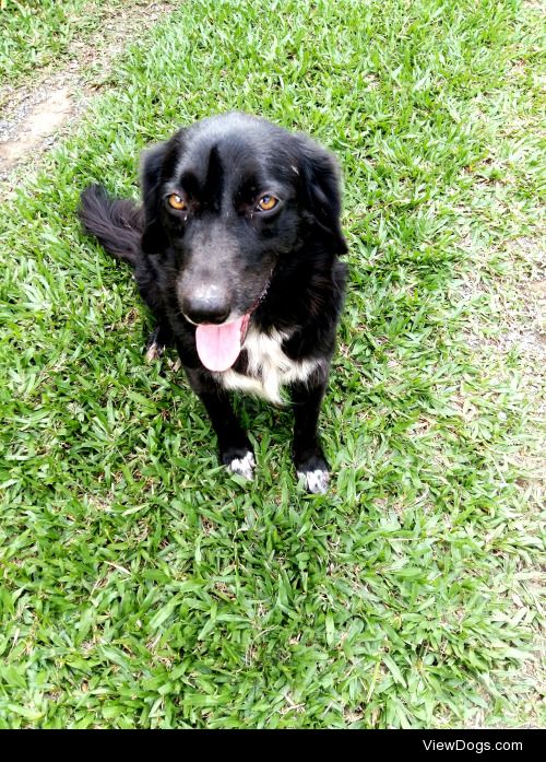 Lilica, a 2 year old Border Collie, she is so cute