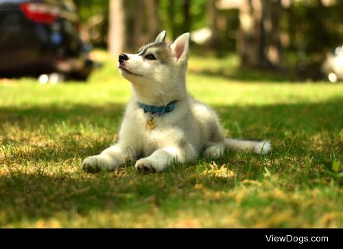 Jasper the Siberian husky puppy at 9 weeks old! 
Blog:…