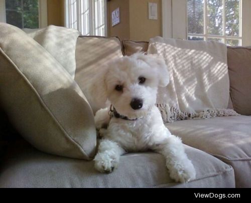 cotton as a baby (coton de tulear)