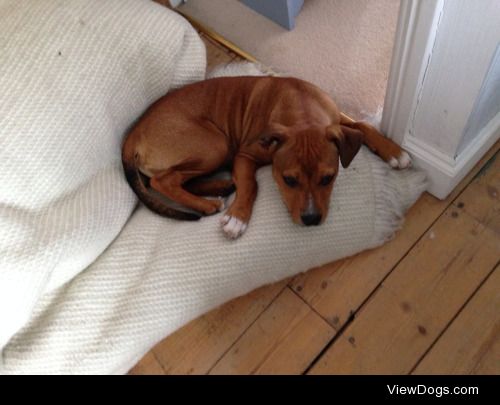 rescue staffie, Duba, who cured a 15 year old of depression