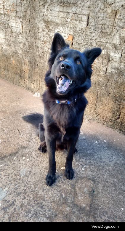 Dunk, my labrachow (labrabor + chow chow). Look at his tongue!