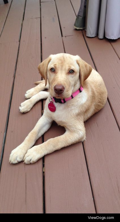 Nala when she was a puppy! She was such a pretty baby!