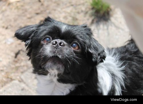 Beemo, my little Pekingese/Shih Tzu mix who is turning 3 years…