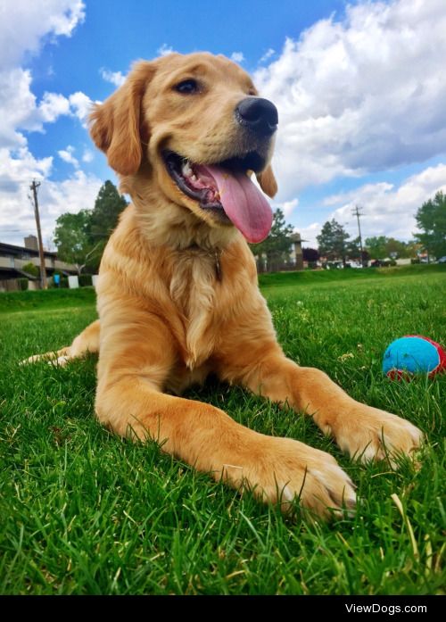 Cash the Golden Retriever loves playing ball on cloudy days