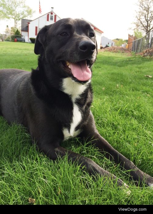 My boys, Beau, 2, and Bear, 5, a Pitbull/Lab mix and a…