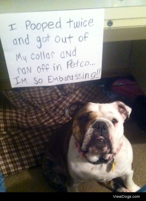 Bulldodging the enemy

I took my English Bulldog Piggy into…