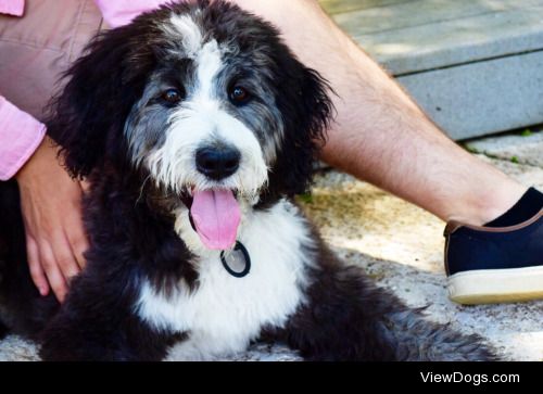 Finwë, 5 month old Aussie Doodle