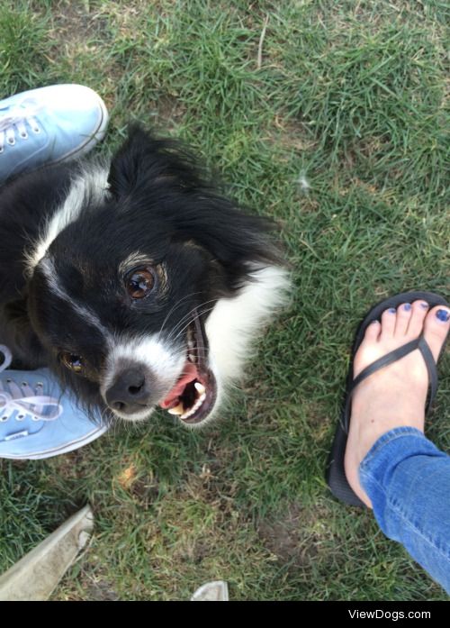 this is Angel, my 3 year old papillon. she’s a total princess…