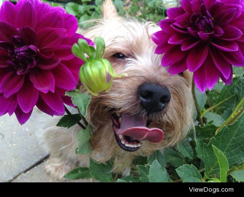 Bae’s name is Jasper and he’s a porkie yorkie❤️❤️