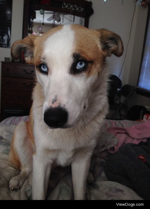 This is Geech, my border collie/husky mix. When she was about 2…