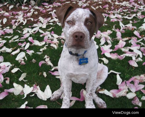 Blue – American Bulldog/German Shorthaired mix