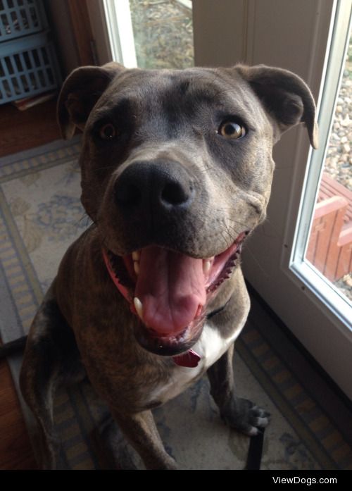 My blue brindle Pit bull. I love her so much. So proud to be a…