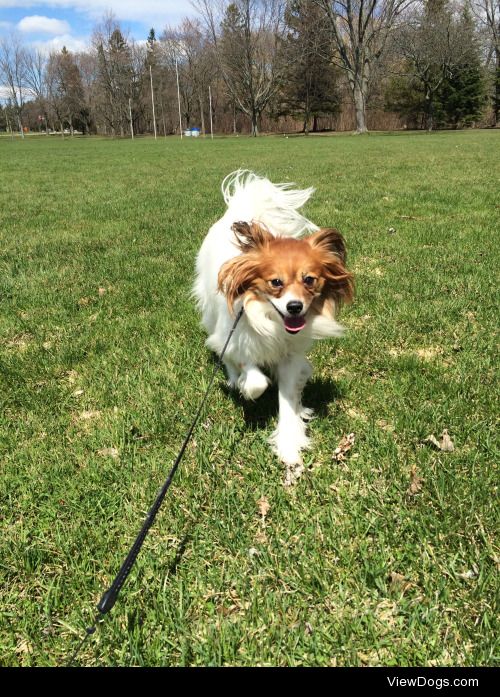 My papillon Zara says hi :)