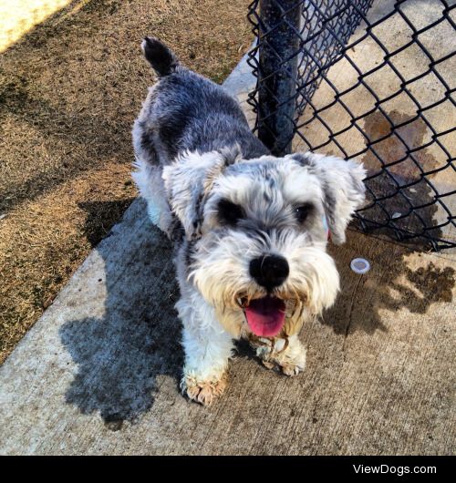 This is my 7yo schnauzer. His name is Seager. He’s in his…