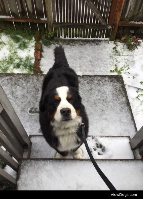 This is two year old Bernese Mountain Dog Gatsby. He glows with…