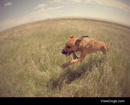 My 7 month old shepherd/boxer mix Oliver enjoying a run through…