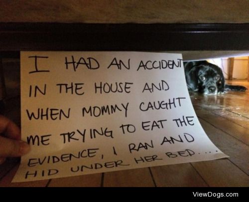 Hide the evidence!

I had an accident in the house and when…