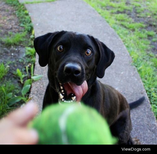 This is Milo my goofy 2 year old lab. As you can see he has an…