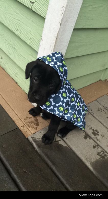 This is Teal’c, He’s an 11 week old Cane Corso/ Black Lab mix….