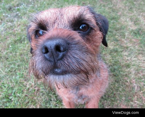this is Joey! he is a 4 year old Border Terrier, he always gets…