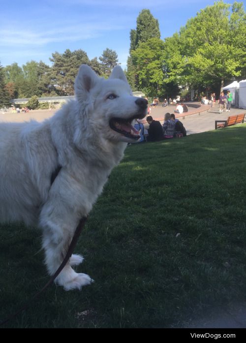 Sugar, my 14 year old Samoyed/Siberian Husky mix. She spent 10…