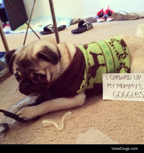 Benji the Pug Hates Science

“I chewed up my mommy’s…