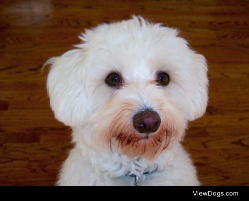 cotton also enjoys eating dirt…