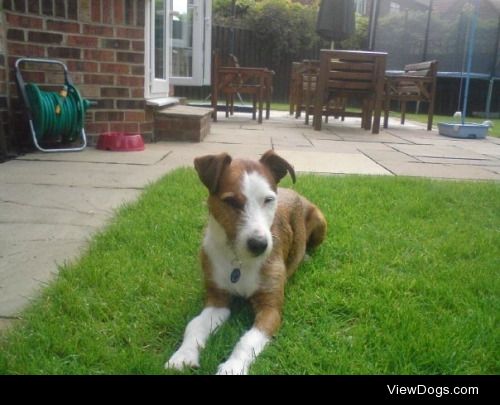 This is Jack, Terrier Cross Breed, we adopted him from the…