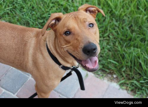 This is my happy boy, Flynn. A Pit/Ridgeback mix!