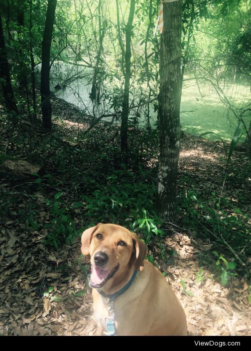This is Hurley! He’s a lab mixed with something else of which we…