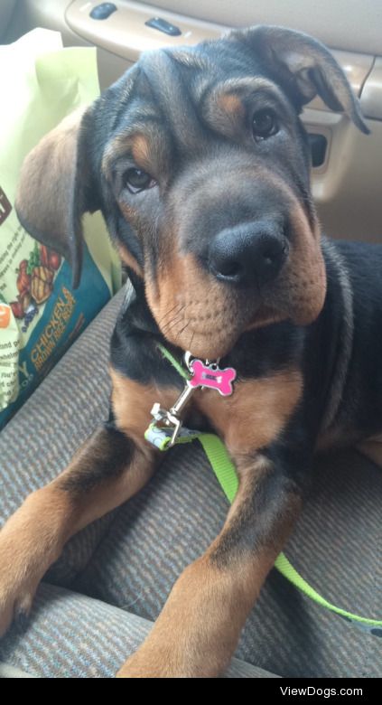 My Tootsie at 4 months old! A Coon Hound Mutt!