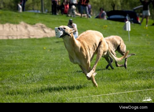 Loki doing what he does best, running…